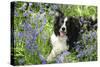 Border Collie Lying in Bluebells-null-Stretched Canvas