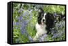 Border Collie Lying in Bluebells-null-Framed Stretched Canvas