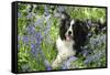 Border Collie Lying in Bluebells-null-Framed Stretched Canvas