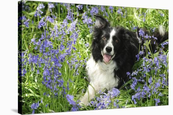 Border Collie Lying in Bluebells-null-Stretched Canvas