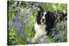 Border Collie Lying in Bluebells-null-Stretched Canvas