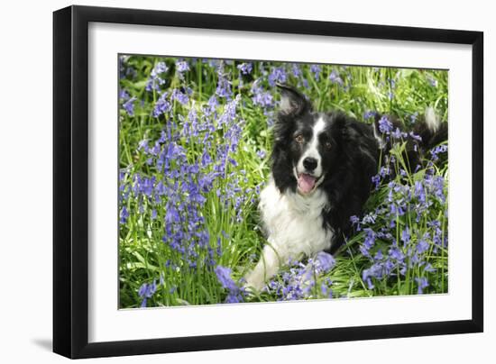 Border Collie Lying in Bluebells-null-Framed Premium Photographic Print