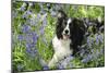 Border Collie Lying in Bluebells-null-Mounted Premium Photographic Print