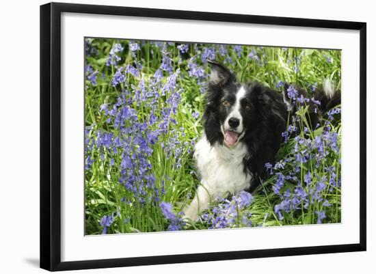 Border Collie Lying in Bluebells-null-Framed Photographic Print