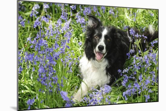 Border Collie Lying in Bluebells-null-Mounted Photographic Print