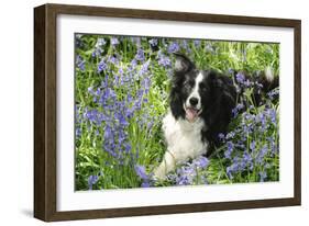 Border Collie Lying in Bluebells-null-Framed Photographic Print