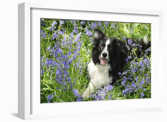 Border Collie Lying in Bluebells-null-Framed Photographic Print