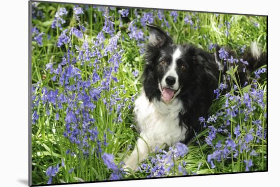 Border Collie Lying in Bluebells-null-Mounted Photographic Print