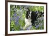 Border Collie Lying in Bluebells-null-Framed Photographic Print