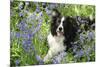 Border Collie Lying in Bluebells-null-Mounted Photographic Print