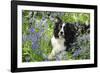 Border Collie Lying in Bluebells-null-Framed Photographic Print