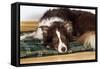 Border Collie Lying on its Bed-null-Framed Stretched Canvas