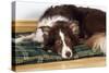 Border Collie Lying on its Bed-null-Stretched Canvas