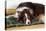 Border Collie Lying on its Bed-null-Stretched Canvas