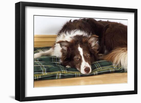 Border Collie Lying on its Bed-null-Framed Photographic Print