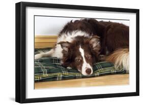 Border Collie Lying on its Bed-null-Framed Photographic Print