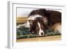 Border Collie Lying on its Bed-null-Framed Photographic Print