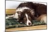 Border Collie Lying on its Bed-null-Mounted Photographic Print