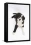 Border Collie Lying-Mark Taylor-Framed Stretched Canvas