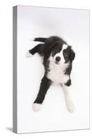 Border Collie Lying-Mark Taylor-Stretched Canvas