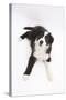 Border Collie Lying-Mark Taylor-Stretched Canvas