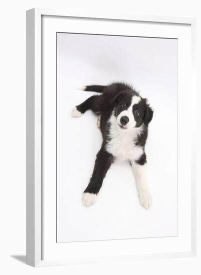 Border Collie Lying-Mark Taylor-Framed Photographic Print