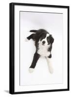 Border Collie Lying-Mark Taylor-Framed Photographic Print