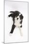 Border Collie Lying-Mark Taylor-Mounted Photographic Print