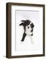 Border Collie Lying-Mark Taylor-Framed Photographic Print