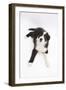 Border Collie Lying-Mark Taylor-Framed Photographic Print