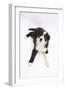 Border Collie Lying-Mark Taylor-Framed Photographic Print