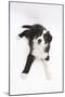 Border Collie Lying-Mark Taylor-Mounted Photographic Print