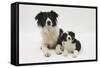 Border Collie Mother and Puppy-Mark Taylor-Framed Stretched Canvas