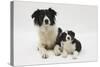 Border Collie Mother and Puppy-Mark Taylor-Stretched Canvas