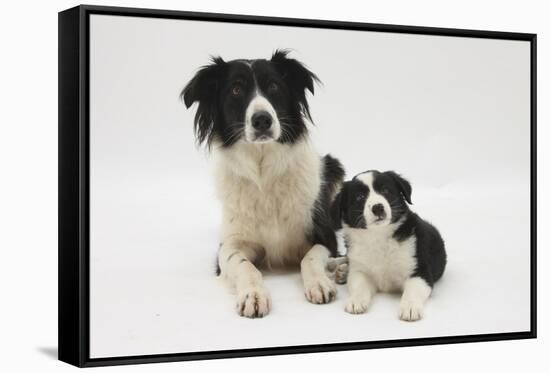 Border Collie Mother and Puppy-Mark Taylor-Framed Stretched Canvas