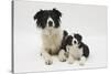 Border Collie Mother and Puppy-Mark Taylor-Stretched Canvas