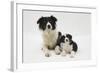 Border Collie Mother and Puppy-Mark Taylor-Framed Photographic Print