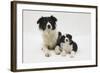 Border Collie Mother and Puppy-Mark Taylor-Framed Photographic Print