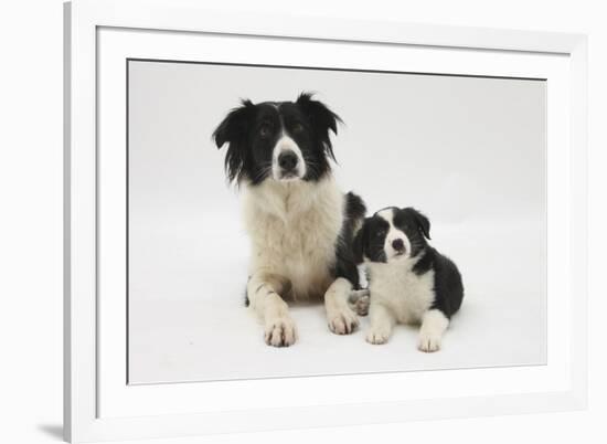 Border Collie Mother and Puppy-Mark Taylor-Framed Photographic Print