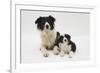 Border Collie Mother and Puppy-Mark Taylor-Framed Photographic Print