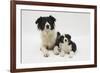 Border Collie Mother and Puppy-Mark Taylor-Framed Photographic Print