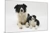 Border Collie Mother and Puppy-Mark Taylor-Mounted Photographic Print