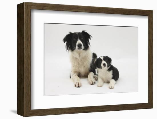 Border Collie Mother and Puppy-Mark Taylor-Framed Photographic Print