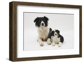 Border Collie Mother and Puppy-Mark Taylor-Framed Photographic Print