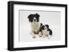 Border Collie Mother and Puppy-Mark Taylor-Framed Photographic Print