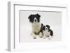 Border Collie Mother and Puppy-Mark Taylor-Framed Photographic Print