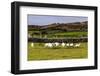 Border collie named Captain herding sheep at Famine Cottages near Dingle, Ireland-Chuck Haney-Framed Photographic Print