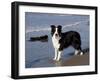 Border Collie on California Beach-Lynn M^ Stone-Framed Photographic Print