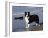 Border Collie on California Beach-Lynn M^ Stone-Framed Photographic Print