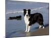 Border Collie on California Beach-Lynn M^ Stone-Mounted Photographic Print